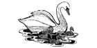 Photos of White Swan