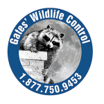 Photos of Aaa Gates Wildlife Control
