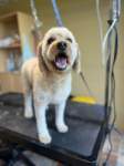 Photos of Dog Groomer Calgary