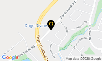 Dogs Divine in St. John's map