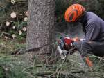 Photos of Welland Tree Removal Services