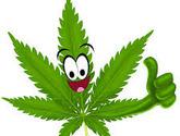 Fotos de Grow Shop Av. Irarrazaval Ñuñoa Ooommaa