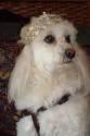 Fotos de Peluquería Canina Madeleine