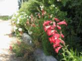 Fotos de Plantas Ornamentales,vivero