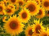 Fotos de Productos Naturales Girasoles