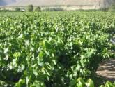 Fotos de Terrenos De Chile