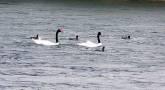 Fotos de Turismo Los Cisnes Ltda