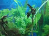 Fotos de Acuario Parqueadero La Sirena Bucaramanga