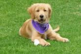Fotos de Adiscan Adiestramiento Canino
