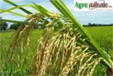 Fotos de Agromilenio
