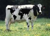 Agromundisales