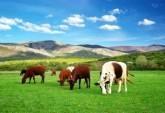 Fotos de Agropecuaria La Manuelita