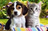 Fotos de Animal Society Bogota