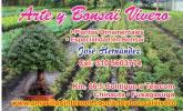 Fotos de Arte Y Bonsai Vivero