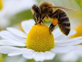 Fotos de Ayuda Para Las Abejas