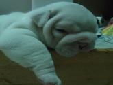 Fotos de Bulldogs Y Bulldogs