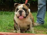 Fotos de Bulldogs Y Terriers