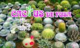 Fotos de Cactus De Fusa