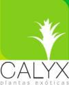 Fotos de Calyx