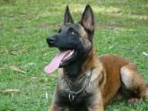Fotos de Canin Club