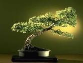 Fotos de Centro Bonsai Sol Naciente