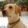 Fotos de Centro De Especialidades Veterinarias