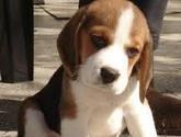 Fotos de Clinica Veterinaria Doggy Salud