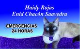 Fotos de Clinica Veterinaria Dogland Y El Caniche