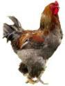 Fotos de Criadero De Pollos Maria