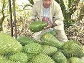 Fotos de Distribuidora De Frutas El Mangostino