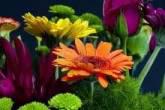 Fotos de Distribuidora Y Floristeria Petalos