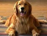 Fotos de Dog Home