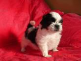 Fotos de Dover Puppies