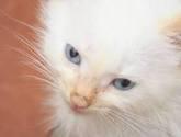 Fotos de El Gato Amarillo