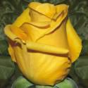 Fotos de El Tulipán Rojo
