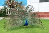 Fotos de Faunaticos