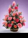 Fotos de Flores Y Accesorios Fucsia