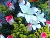 Fotos de Flores Y Detalles Margarita