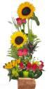 Fotos de Ankar Distribuidora Y Floristeria