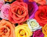 Fotos de Floristería Calamary “ Servicio A Domicilio”
