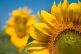 Fotos de Floristeria Girasoles