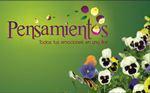 Fotos de Floristeria Pensamientos Rafael Martinez Toro