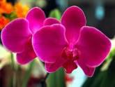 Fotos de Flowers Of Paradise
