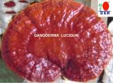 Fotos de Ganoderma Dxn