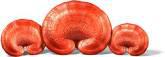 Fotos de Ganoderma Lucidum