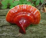 Fotos de Ganoderma Lucidum Spirulina Suplementos Dietarios Y Bebidas Alcalinas