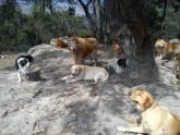 Fotos de Guarderia Y Recreacion Canina Campestre