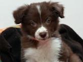 Fotos de Happy Dog´s