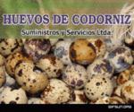 Fotos de Huevos De Codorniz