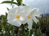 Fotos de Interplantas De Chinauta
